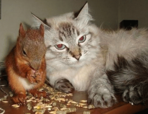 Sloth (USA-2) : Snack-Time 4 Little Buddy!!